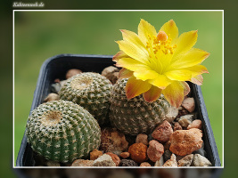 Copiapoa laui fma. FK 1055