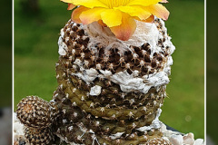 Copiapoa laui fma. FK 1055