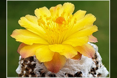 Copiapoa laui fma. FK 1055