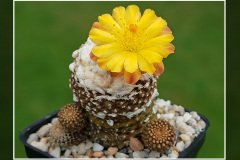 Copiapoa laui fma. FK 1055