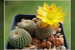 Copiapoa laui fma. FK 1055