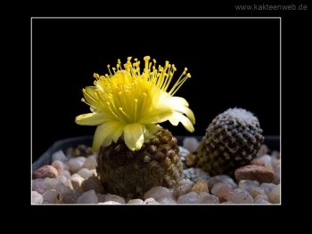 Copiapoa laui