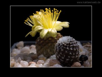 Copiapoa laui