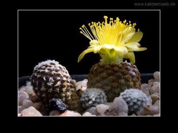 Copiapoa laui