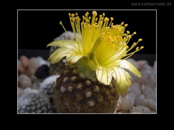 Copiapoa laui