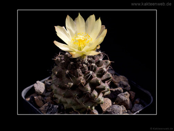 Copiapoa tenuissima