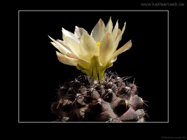 Copiapoa tenuissima