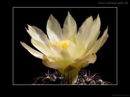 Copiapoa tenuissima