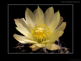 Copiapoa tenuissima