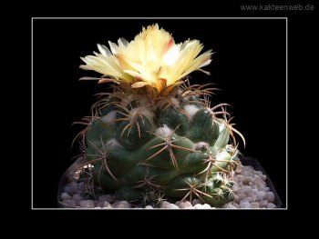 Coryphantha andreae