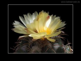 Coryphantha andreae