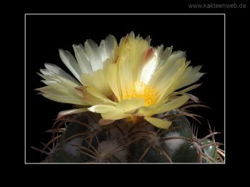 Coryphantha andreae