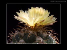 Coryphantha andreae