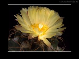 Coryphantha andreae