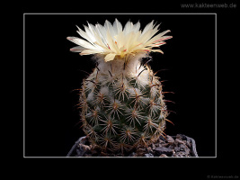 Coryphantha cornifera