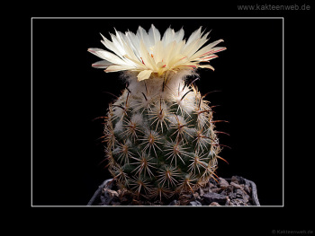 Coryphantha cornifera Coryphantha cornifera