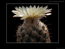 Coryphantha cornifera