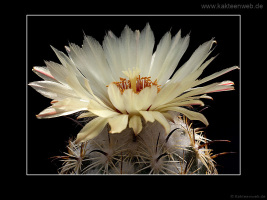 Coryphantha cornifera