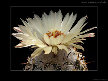 Coryphantha cornifera Coryphantha cornifera