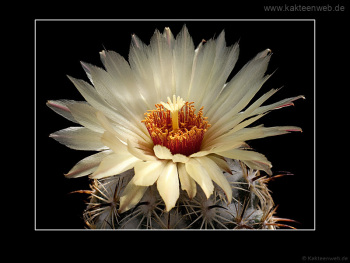 Coryphantha cornifera Coryphantha cornifera