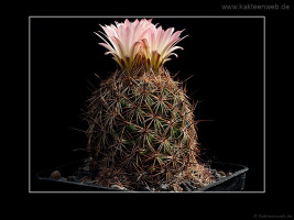 Coryphantha nickelsiae SB552