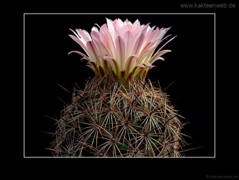 Coryphantha nickelsiae SB552 Coryphantha nickelsiae SB552