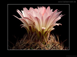 Coryphantha nickelsiae SB552