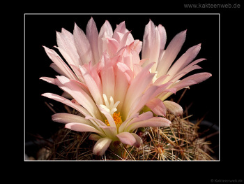 Coryphantha nickelsiae SB552 Coryphantha nickelsiae SB552