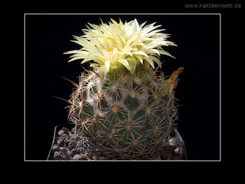 Coryphantha palmeri