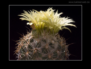 Coryphantha palmeri