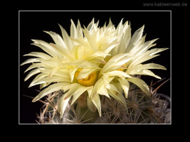 Coryphantha palmeri