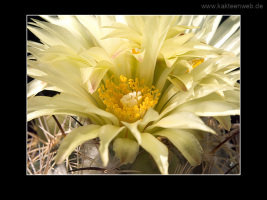 Coryphantha palmeri