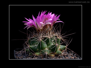 Coryphantha ramillosa