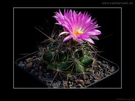 Coryphantha ramillosa