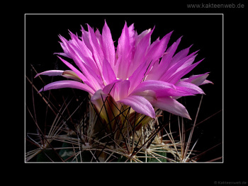 Coryphantha ramillosa