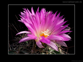 Coryphantha ramillosa