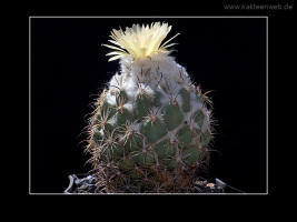 Coryphantha salinensis