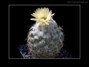 Coryphantha salinensis