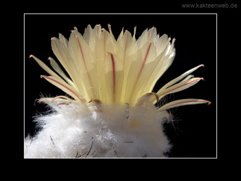 Coryphantha salinensis