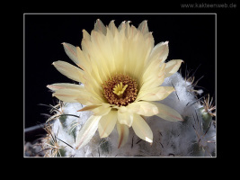 Coryphantha salinensis