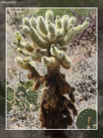 Cylindropuntia bigelovii