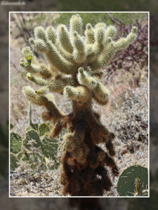 Cylindropuntia bigelovii