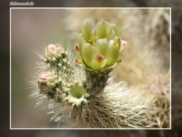 Cylindropuntia bigelovii