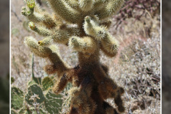 Cylindropuntia bigelovii