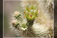 Cylindropuntia bigelovii