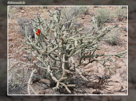 Cylindropuntia versicolor