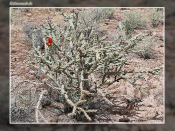 Cylindropuntia versicolor