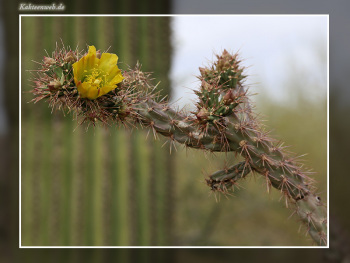 Cylindropuntia versicolor