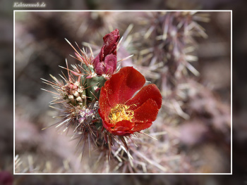 Cylindropuntia versicolor
