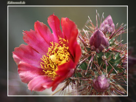 Cylindropuntia versicolor